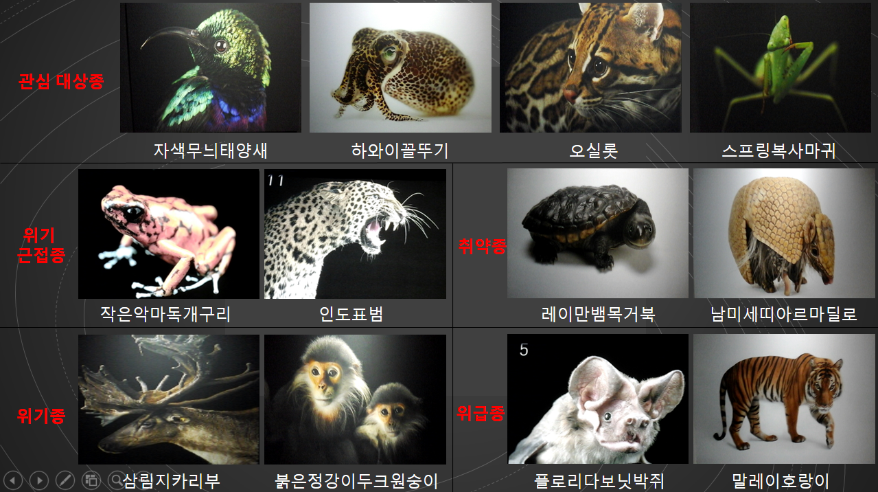 멸종 위기 동물 리스트