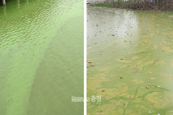 충남 예산군에 있는 예당저수지 하류와 상류(왼쪽부터)가 녹조 현상으로 녹색으로 물들었다. 굿모닝충청=이종현 기자.