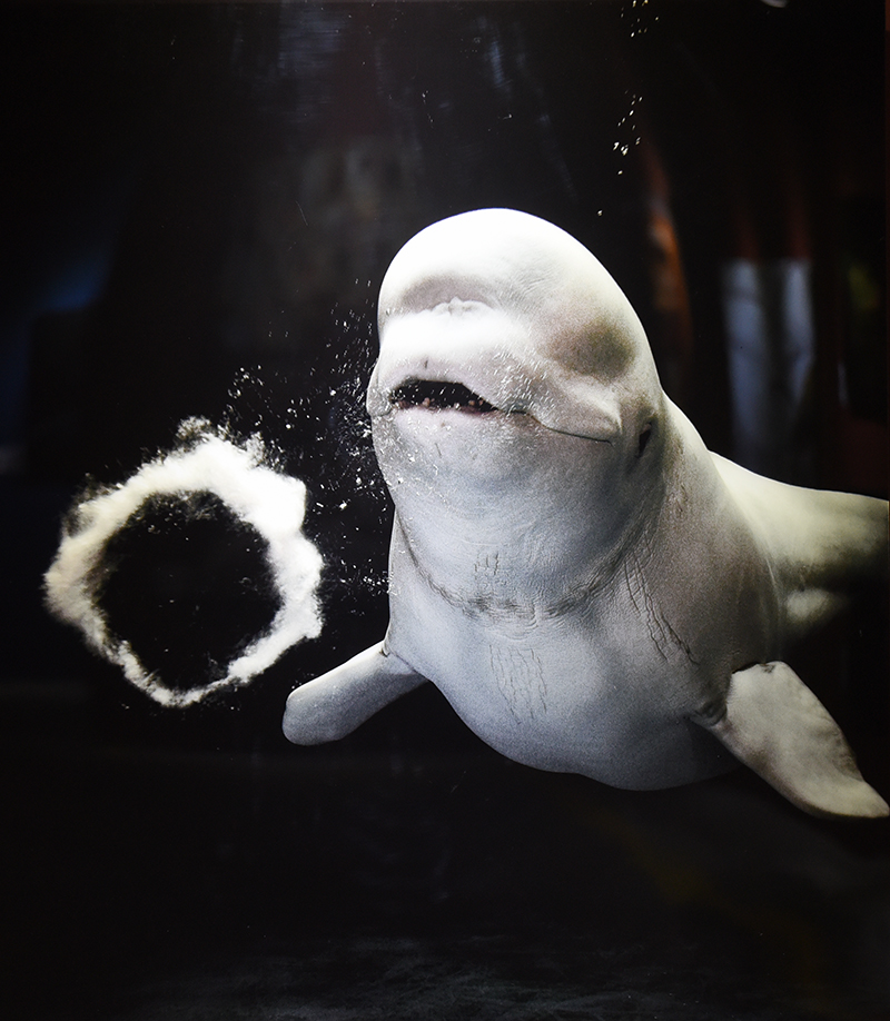 입으로 공기 방울을 만드는 흰고래