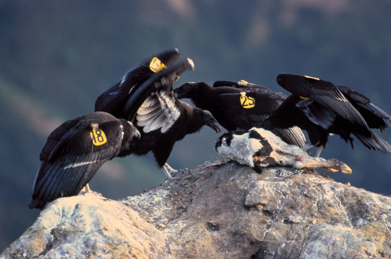 캘리포니아콘돌(California Condor). 북미에서 서식하는 독수리류로 납탄에 중독된 먹이로 인해 절멸 위기에 처했다가 재도입 프로젝트로 복원에 성공한 사례. 사진=위키피디아