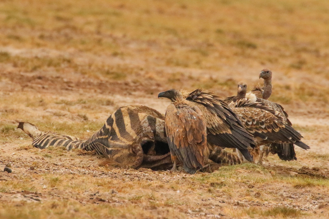 아프리카에서 서식하는 흰등독수리(White-backed Vulture)가 얼룩말 폐사체를 먹고 있는 장면. 부패한 얼룩말 폐사체의 오물이 잔뜩 묻어 있는 모습이다. 사진=flickr/굿모닝충청 백인환 기자