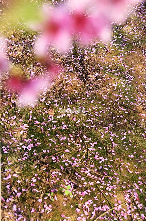 분홍 꽃잎이 땅에 떨어진 모습(사진=채원상 기자)