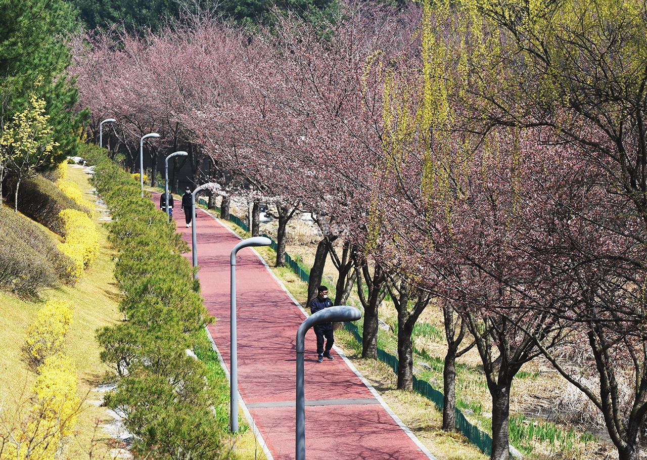 삼성고 앞 벚꽃길(사진=채원상 기자)