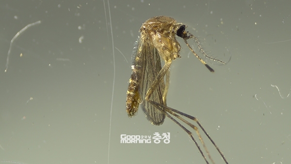 충남에서 올해 첫 일본뇌염 매개 모기가 발견됐다. (자료사진=충남도 제공/굿모닝충청 이종현 기자)