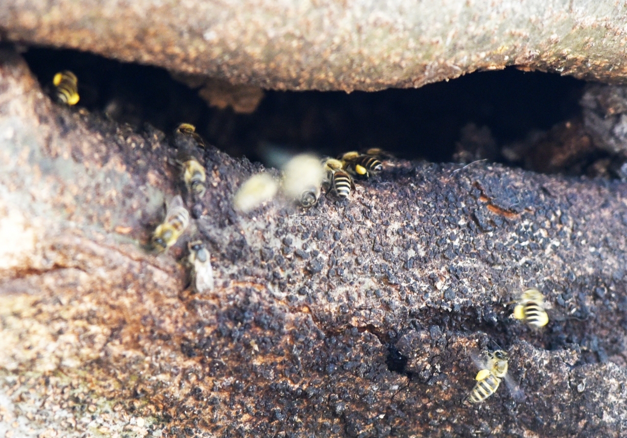 벌들이 꿀을 나르고 있다.(사진=채원상 기자)