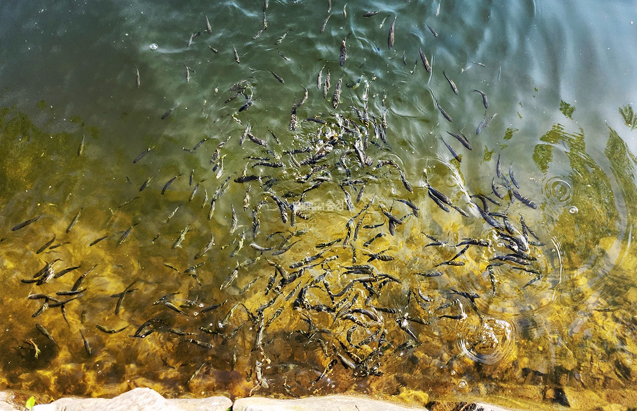 산책로 여행객을 따라오는 물고기들