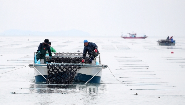 태안군에서는 남면 진산과 근흥면 용산·정산포 이렇게 3개 어촌계가 총 248.2ha에서 유기농 김을 생산하고 있다. (태안군 제공)