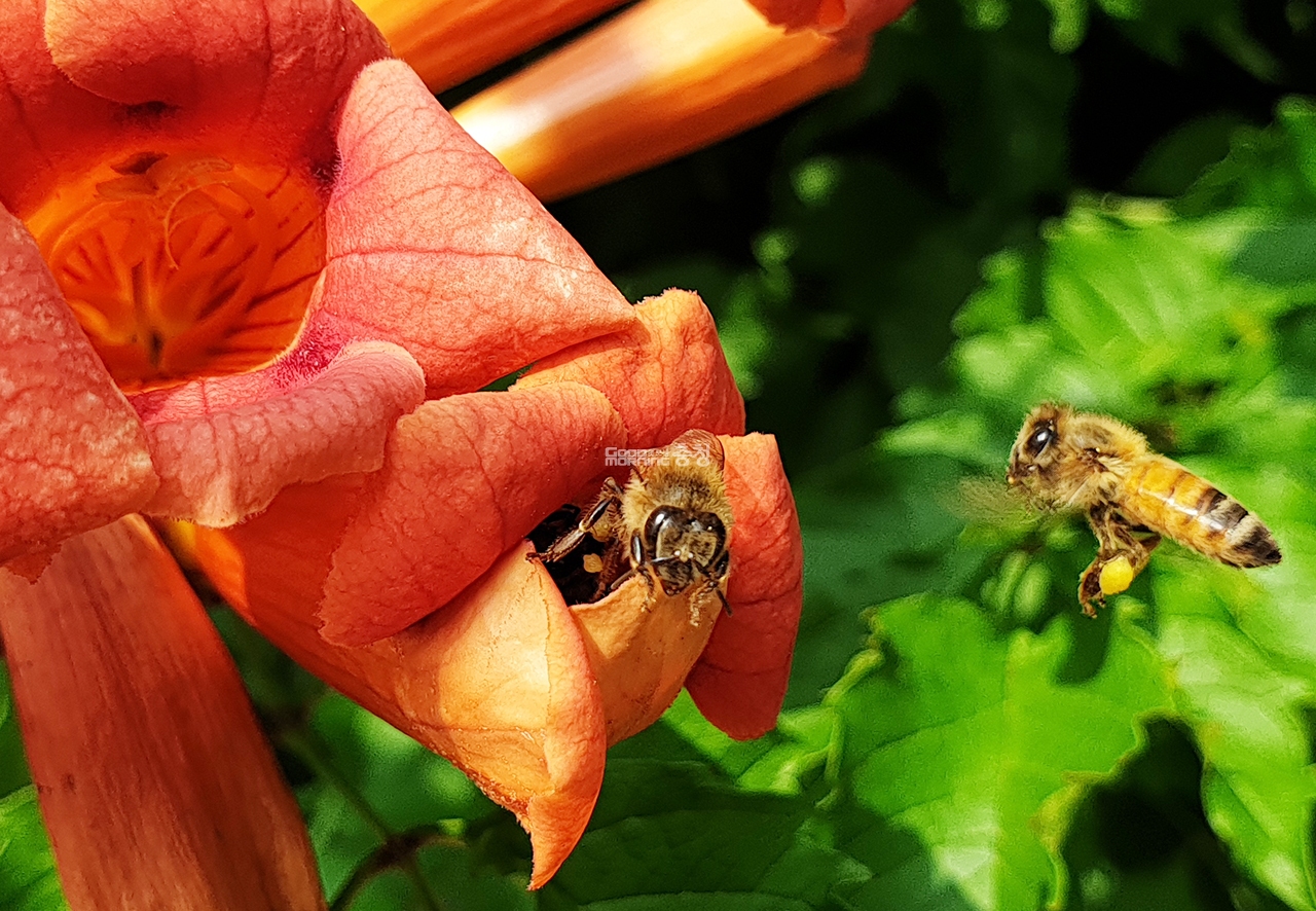 능소화 꿀 채취를 위해 벌들이 바쁘게 날아다닌다(사진=채원상 기자)