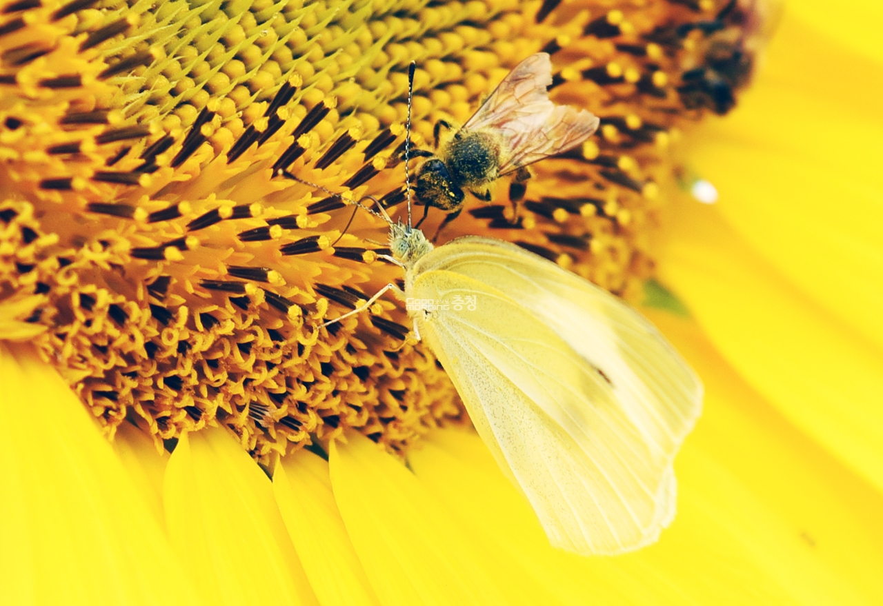 나비와 벌이 해바라기 꽃에서 꿀을 채취하고 있다.(사진=채원상 기자)
