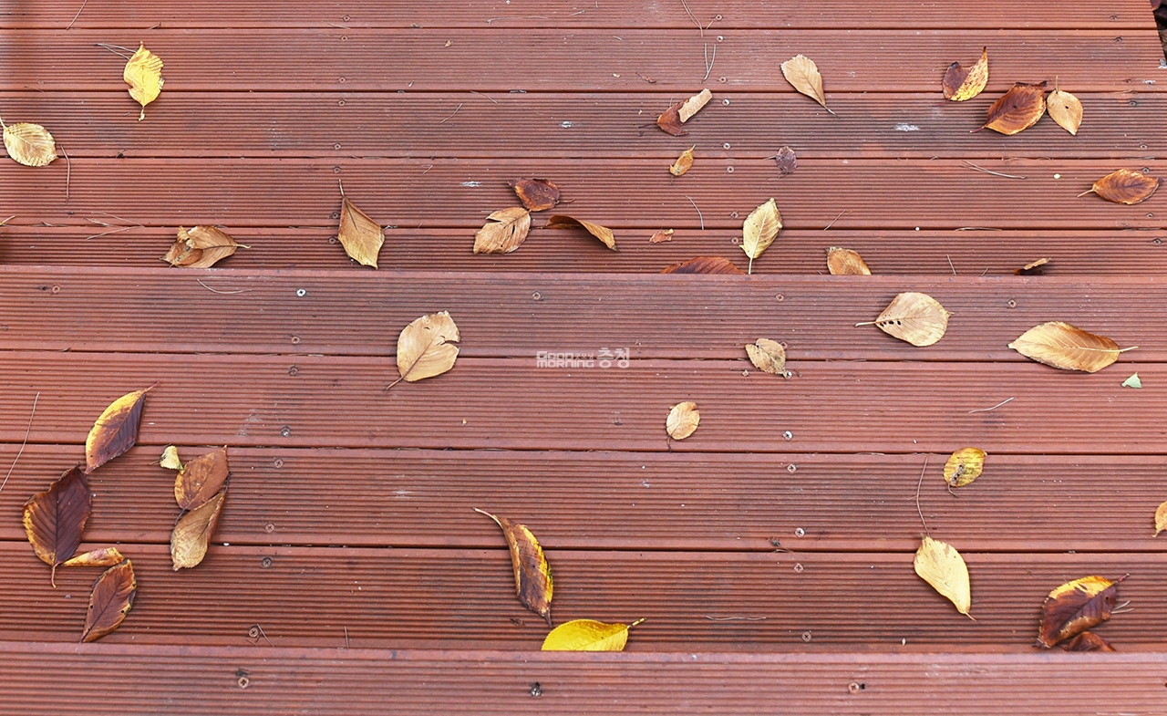 둘레길 데크에 낙엽이 떨어져 있다(사진=채원상 기자)