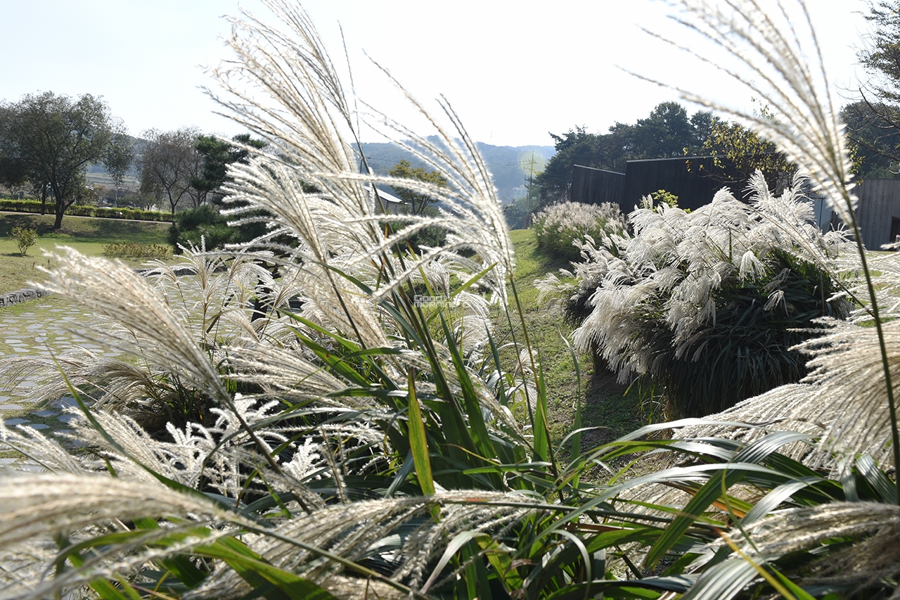 억새가 반짝이는 이응노의 집 정원(사진=채원상 기자)