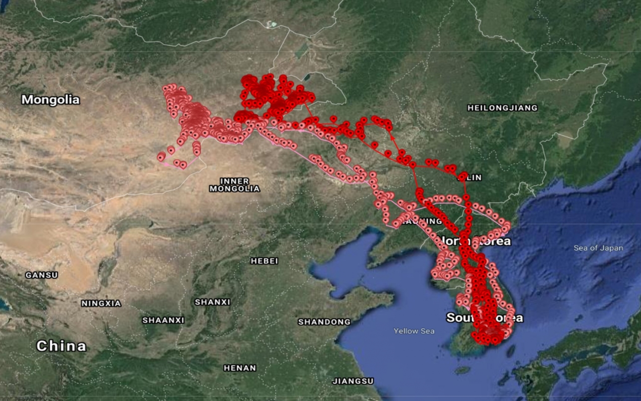 '고성이(분홍색)'와 '몽골이(붉은색)'의 2021년 한국과 몽골의 이동경로. 올 4월에 출발해서 10월과 11월에 다시 돌아온 독수리들이 현재 각각 김해시와 고성군에 머물고 있다. 화면캡쳐=Wild Tracking System/굿모닝충청