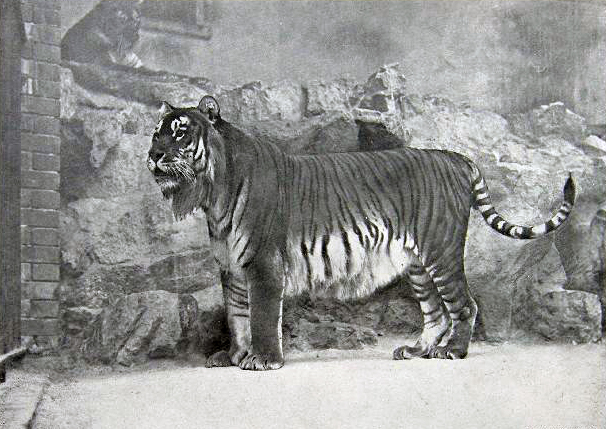 중앙아시아에 살았던 카스피호랑이(Caspian Tiger, P. t. virgata)는 2003년에 공식적으로 멸종 평가를 받았다. 자료=위키피디아 커먼즈/굿모닝충청 백인환 기자