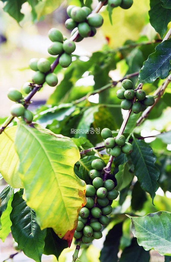 익어가는 커피 열매(사진=채원상 기자)