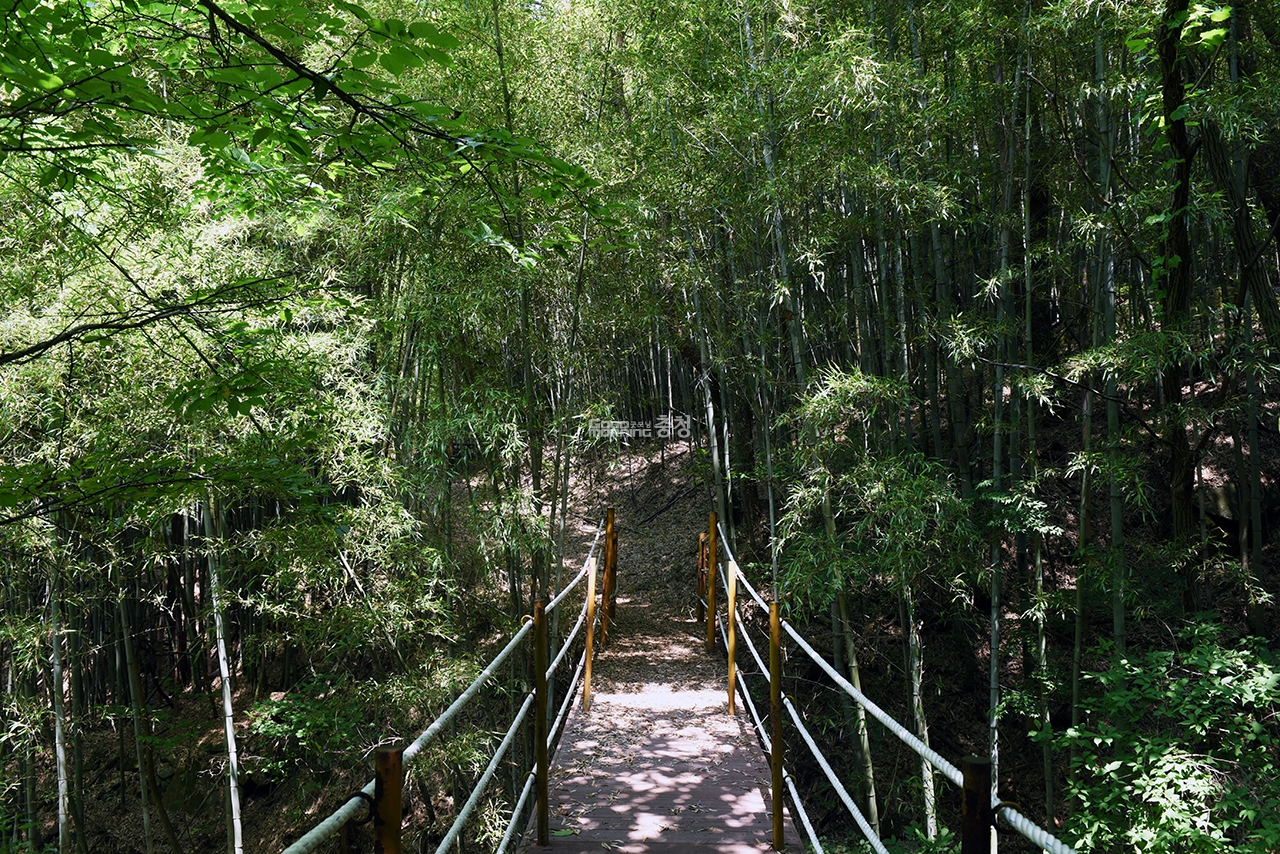 산림욕장 대나무숲 입구에 있는 다리. (사진=굿모닝충청=채원상 기자)