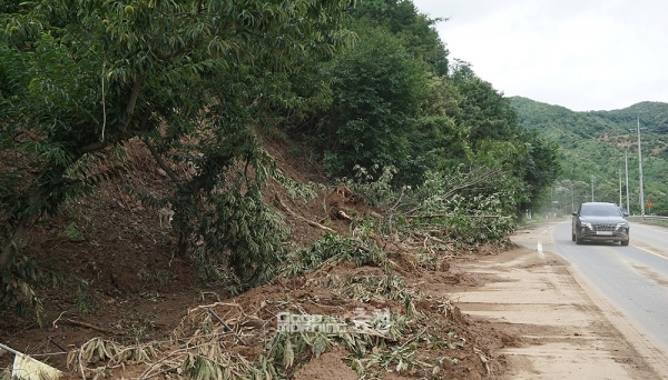산사태로 인해 밤나무가 뿌리째 뽑혀 도로 주변에 방치돼 있었다.
