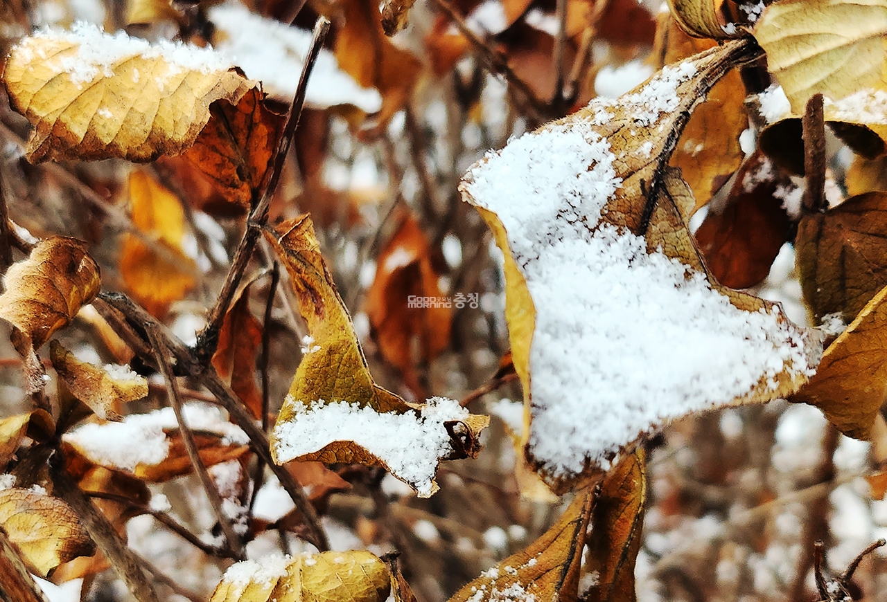 국자에 쌀이 놓인것처럼 낙엽에 눈이 소복히 내려 있다(사진=채원상 기자)
