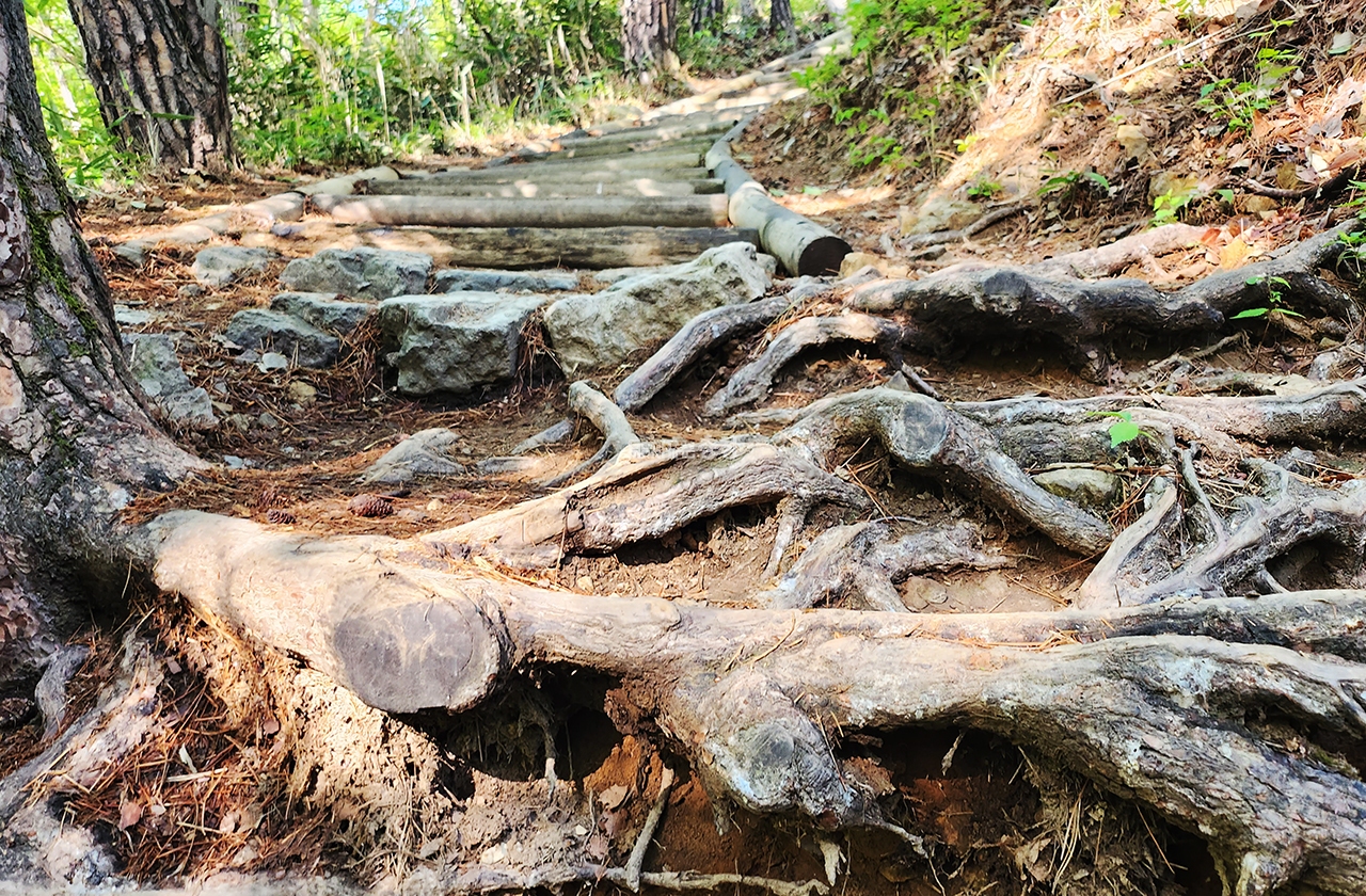 등산로에 세월을 이겨낸 소나무 뿌리가 모습을 드러내고 있다(사진=채원상 기자)