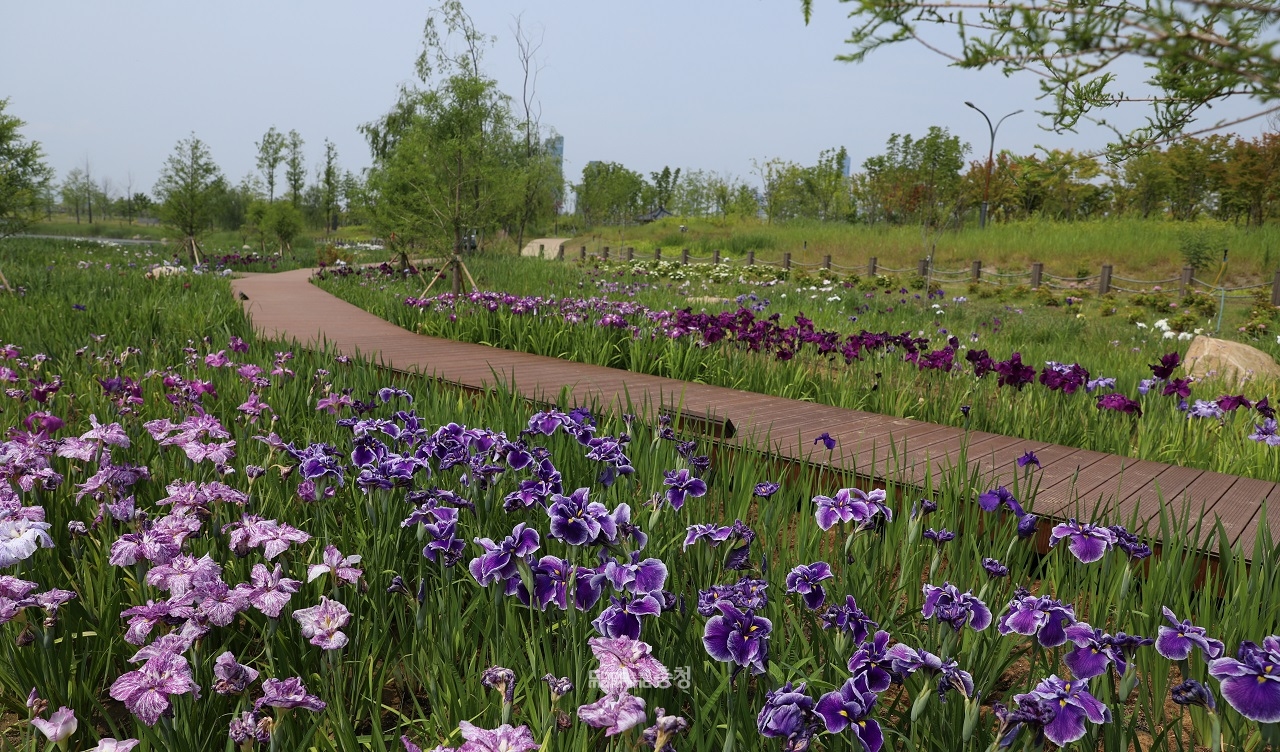 국립세종수목원이 국민 참여형 걷기 프로그램인 ‘붓꽃길 함께 걸어요’를 25일까지 운영한다. (국립 세종수목원 제공/굿모닝충청=세종 박수빈 기자)