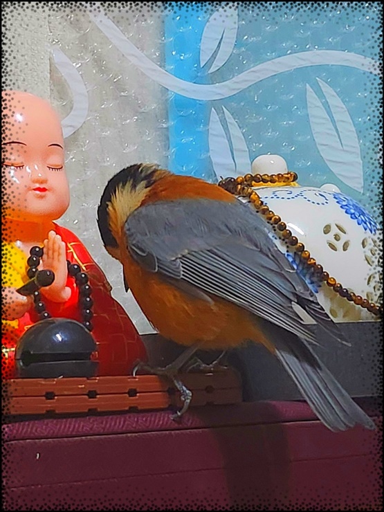 고왕암 부처님 앞에 산새가 찾아와 기도를 하고 있는 듯한 모습(자료사진=견진스님 제공)